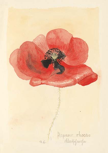 Klappkarte - Der Mohn ist voll von Freude