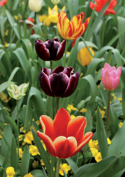 Klappkarte - Blumensegen