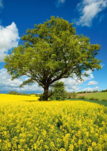 Klappkarte - Stark wie ein Baum