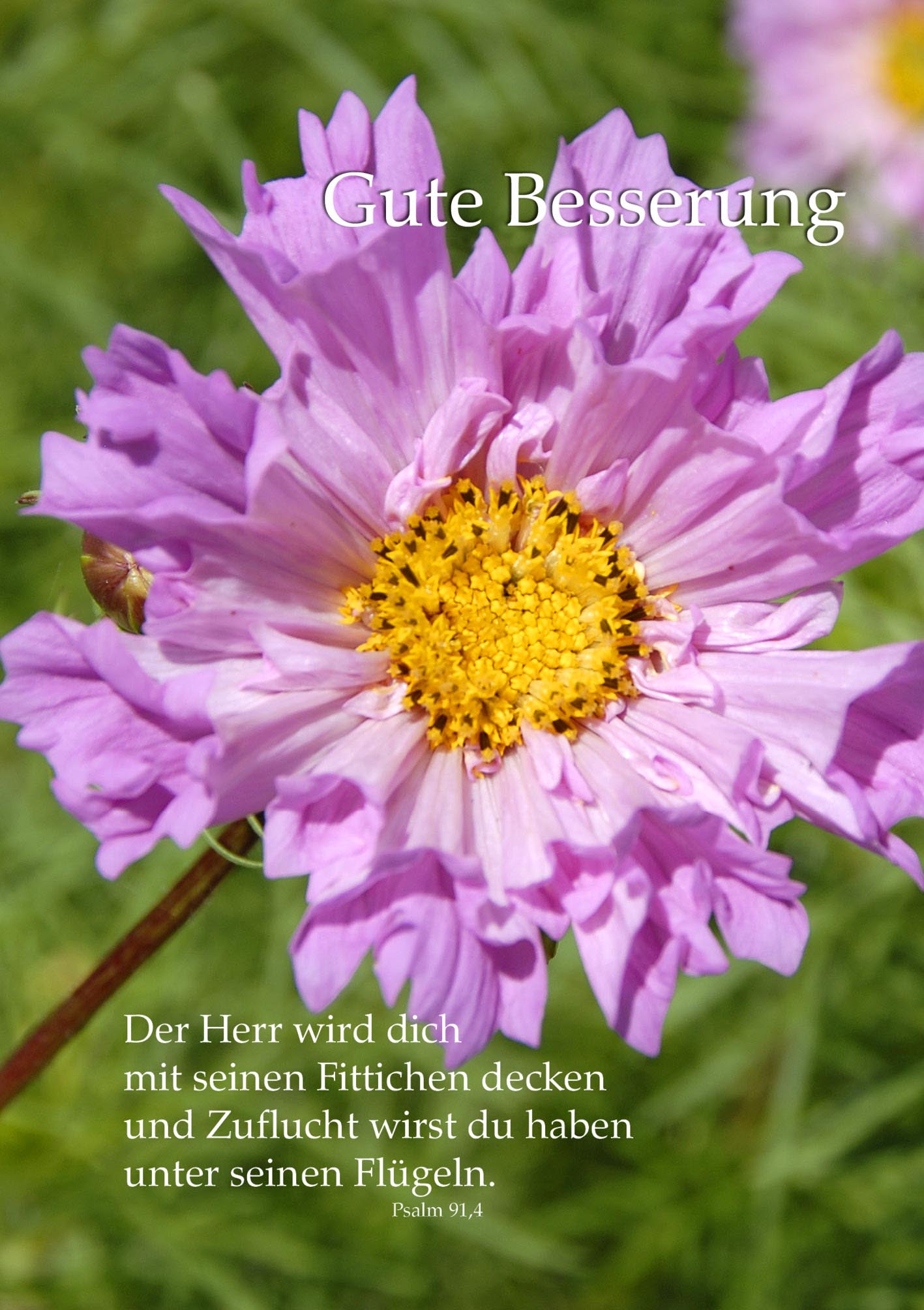 Klappkarte - Blühende Segenswünsche