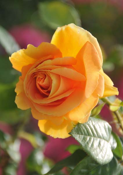 Klappkarte - Heute glücklich