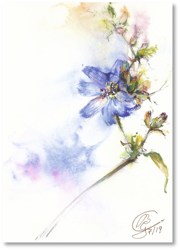 Klappkarte - Gewöhnliche Wegwarte