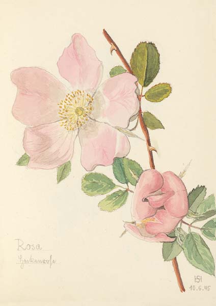 Klappkarte - Die Rose, die die Liebe schenkt