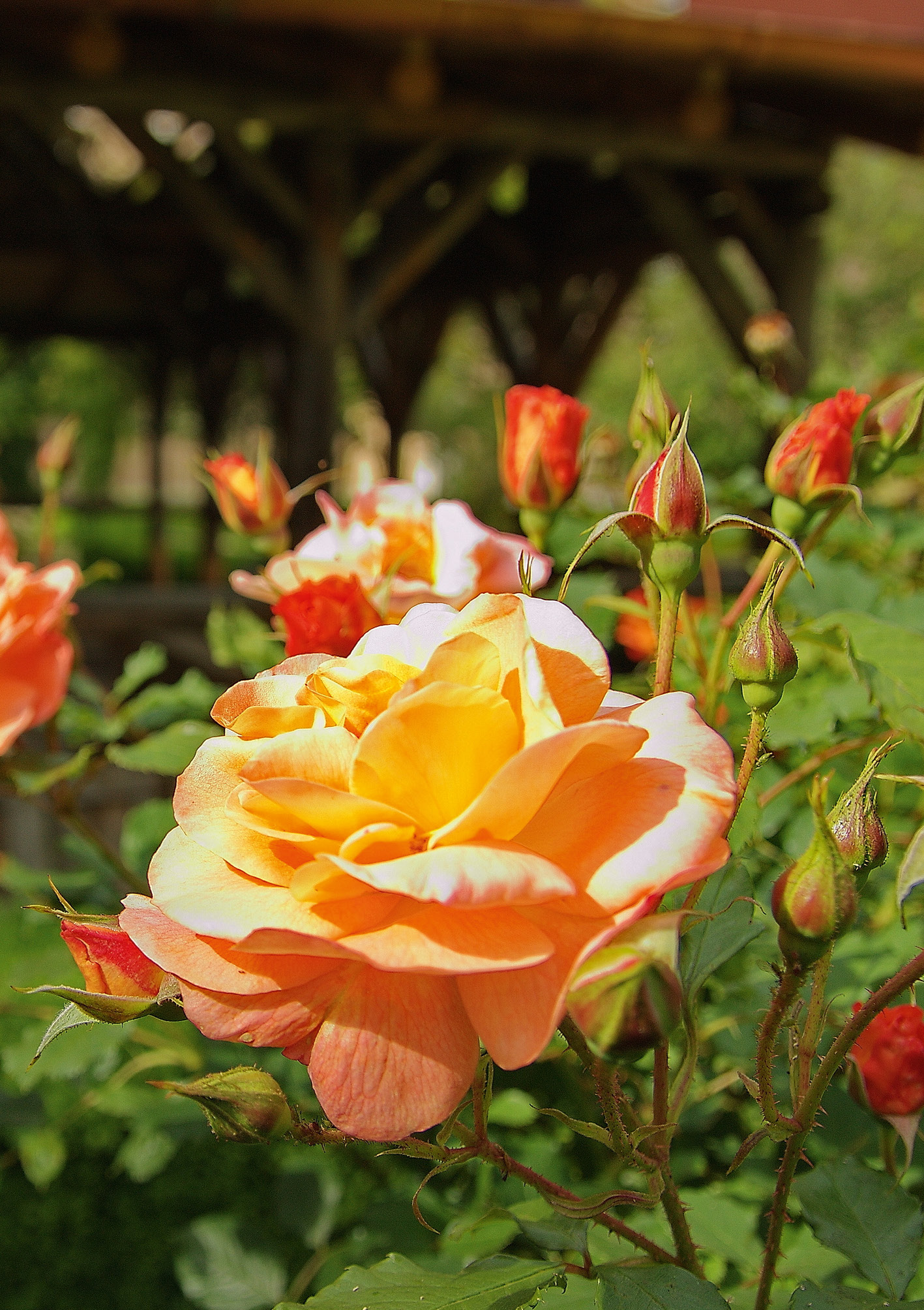 Kunst-Klappkarte - Ein Rosenstrauch für Dich