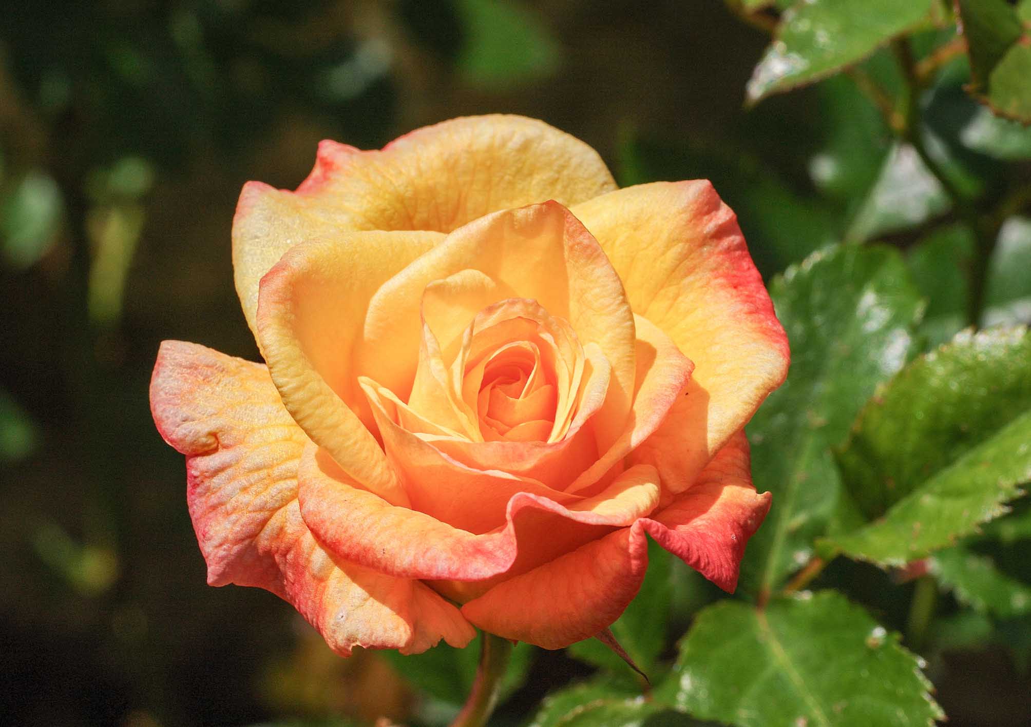 Kunst-Klappkarte - Eine kostbare Rose