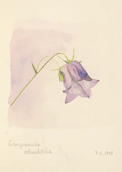 Klappkarte - Die Glockenblume läutet Glück